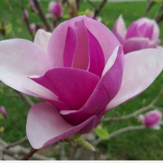 CÂY HOA MỘC LAN ĐANG CÓ NỤ