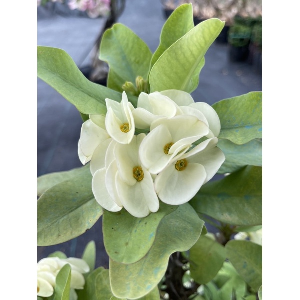 Cây xương rồng bát tiên