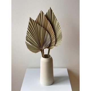 Lá cọ khô làm phông nền chụp ảnh