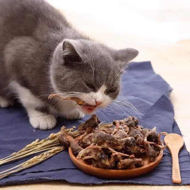 Chim cút sấy khô cún & mèo