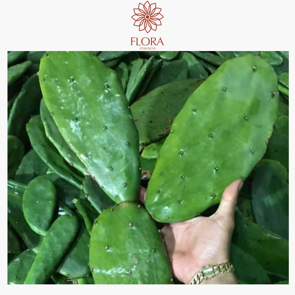 Lá xương rồng tai thỏ làm giống lá tươi già FLORA DECOR store