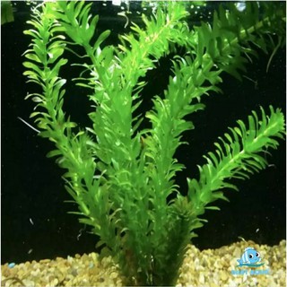 cây rong đuôi chó thủy sinh