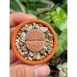 THẠCH LAN - SEN MÔNG