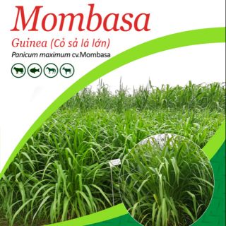 1kg Hạt giống cỏ chăn nuôi Mombasa- cỏ sả lá lớn dùng chăn nuôi gia súc