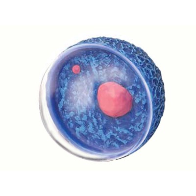 MÔ HÌNH GIẢI PHẪU - CƠ QUAN SINH DỤC NỮ TỶ LỆ 1:1