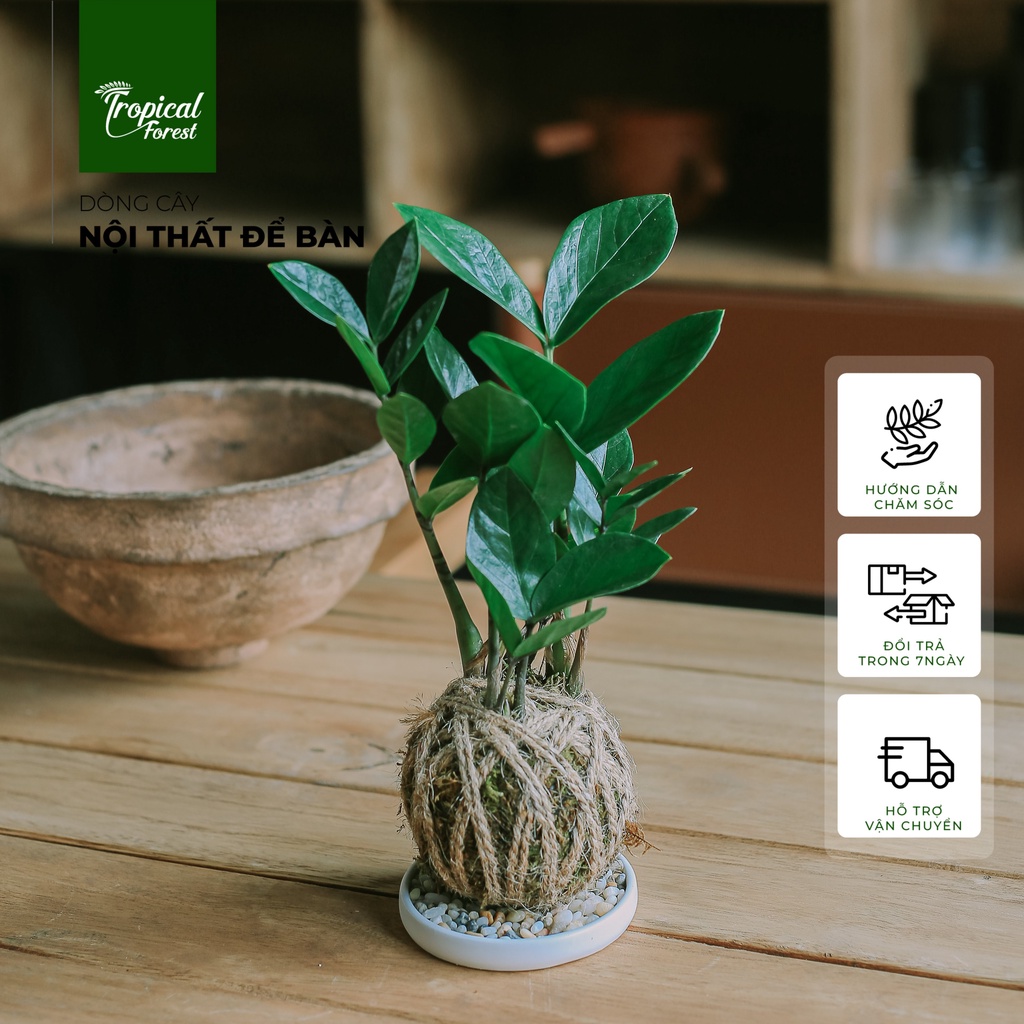 Chậu cây KOKEDAMA nhiệt đới TROPICAL FOREST