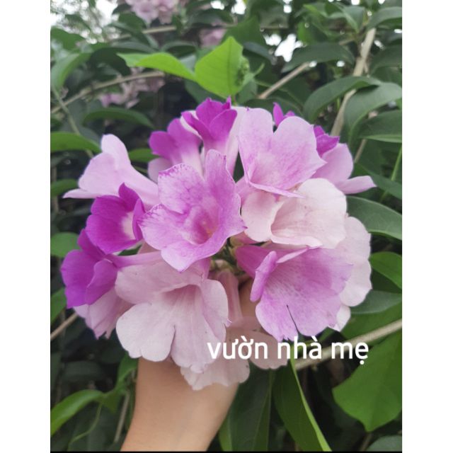 Cây lan tỏi