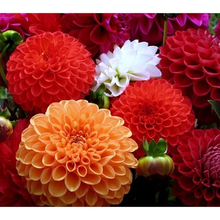 Hạt Giống Hoa Thược Dược Mix Nhiều Màu (50 Hạt) - [MUA 3 TẶNG 1 CÙNG LOẠI]
