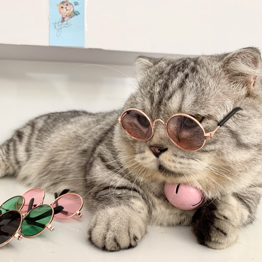 Mắt Kính Thời Trang Cho Mèo