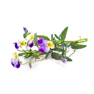 Hạt giống hoa mắt nai 50h