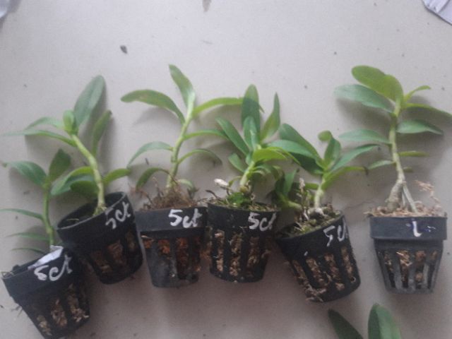 Phi điệp Phú Thọ gieo hạt