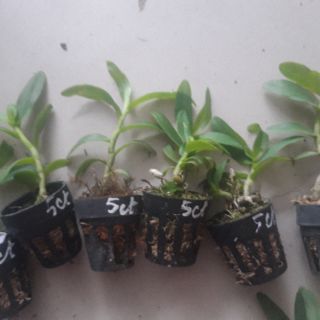 Phi điệp Phú Thọ gieo hạt