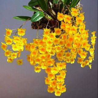 Phong lan vảy rồng