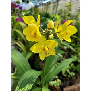 Lan chu đinh ( địa lan đỏ)