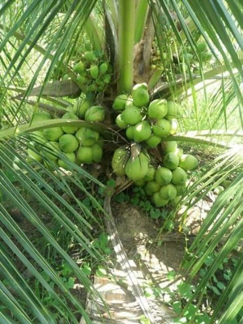 Combo 5 cây dừa xiêm xanh lùn