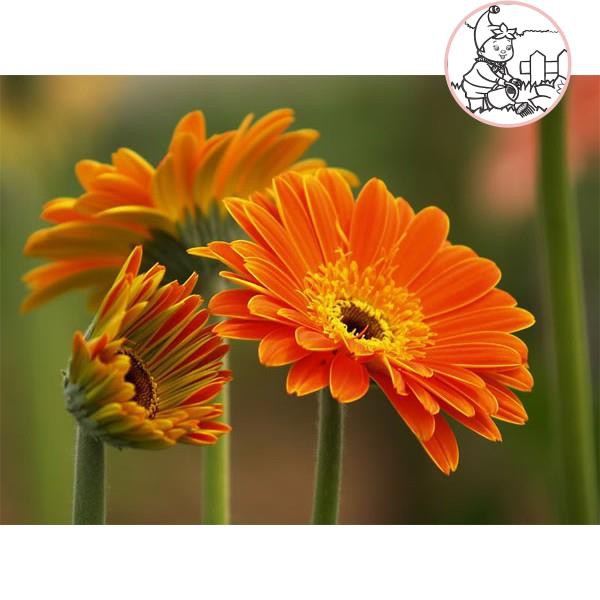 Hạt HOA CÚC Đồng tiền F1 nhiều màu - Gói 0,1 gram