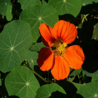 HẠT GIỐNG HOA SEN CẠN MIX ( TROPAEOLUM MAJUS )