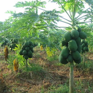 Hạt giống đu đủ lùn