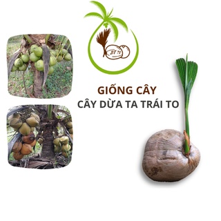 Giống CÂY DỪA TA TRÁI TO - tại Bến Tre | Đạt 1 Lít Nước - Cơm Dừa Dày - Nhiều Trái To - Diện Tích Trồng Nhiều