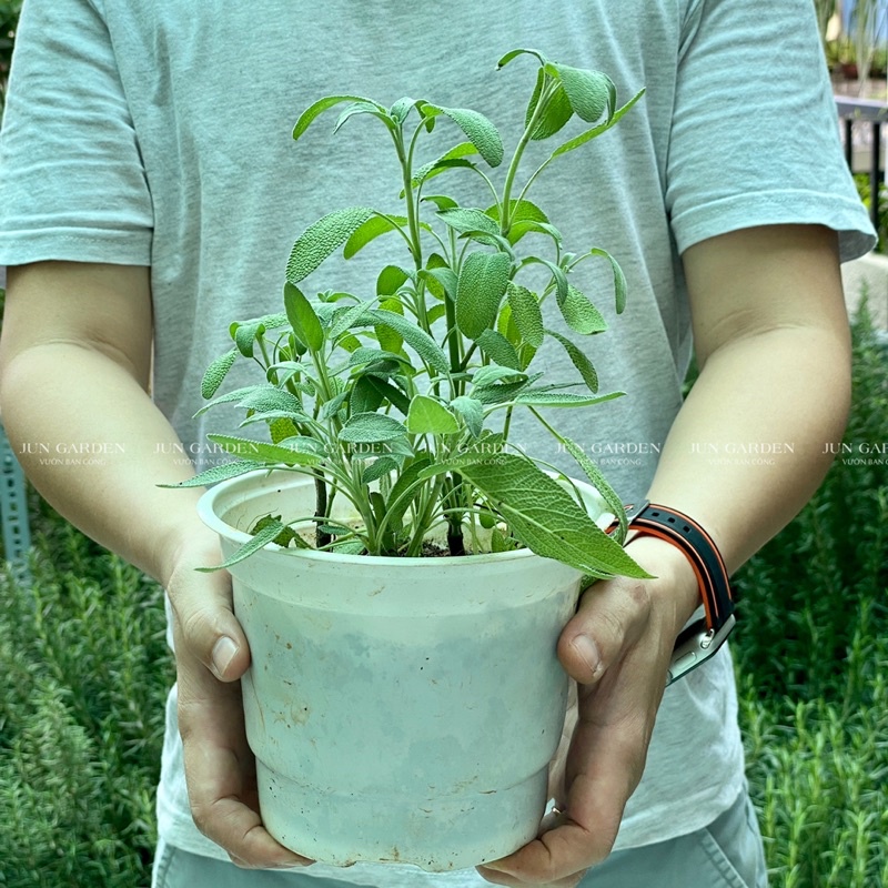Cây Xô Thơm Sage JUN GARDEN