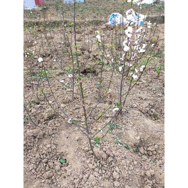 Cây Mai Trắng có hoa cao 60cm