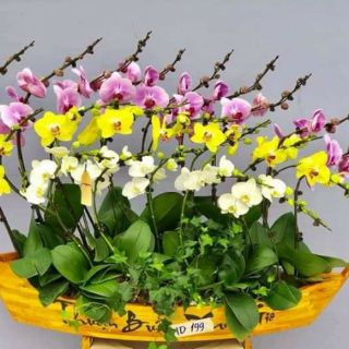 Chậu thuyền gỗ thuận buồm xuôi gió