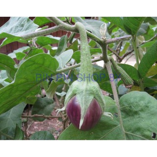 Hạt giống cà pháo tím (2gr)