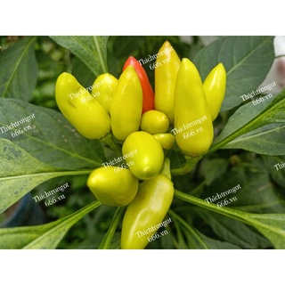 Hạt giống ớt chùm Thái xanh