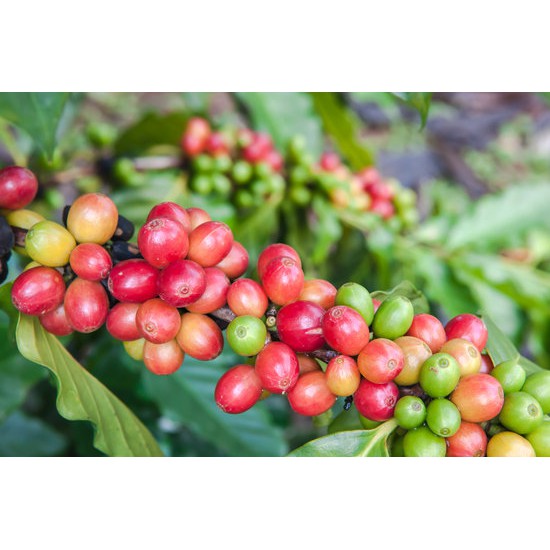 [SIÊU SẠCH] 5Kg Cà Phê Robusta 2019 Nhân Sống Chưa Rang