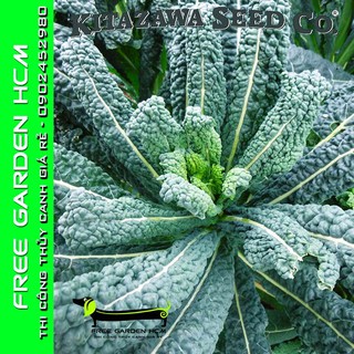COMBO 1200 HẠT GIỐNG CẢI XOĂN KALE LACINATO – Kitazawa – Mỹ