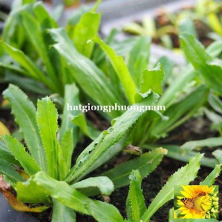 Gói 50 hạt giống rau mùi tàu