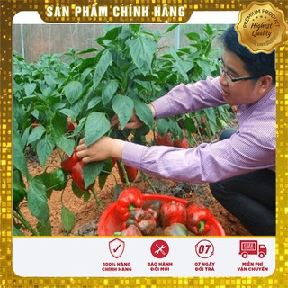 Hạt Giống Ớt Chuông Ngọt Đỏ-10 hạt