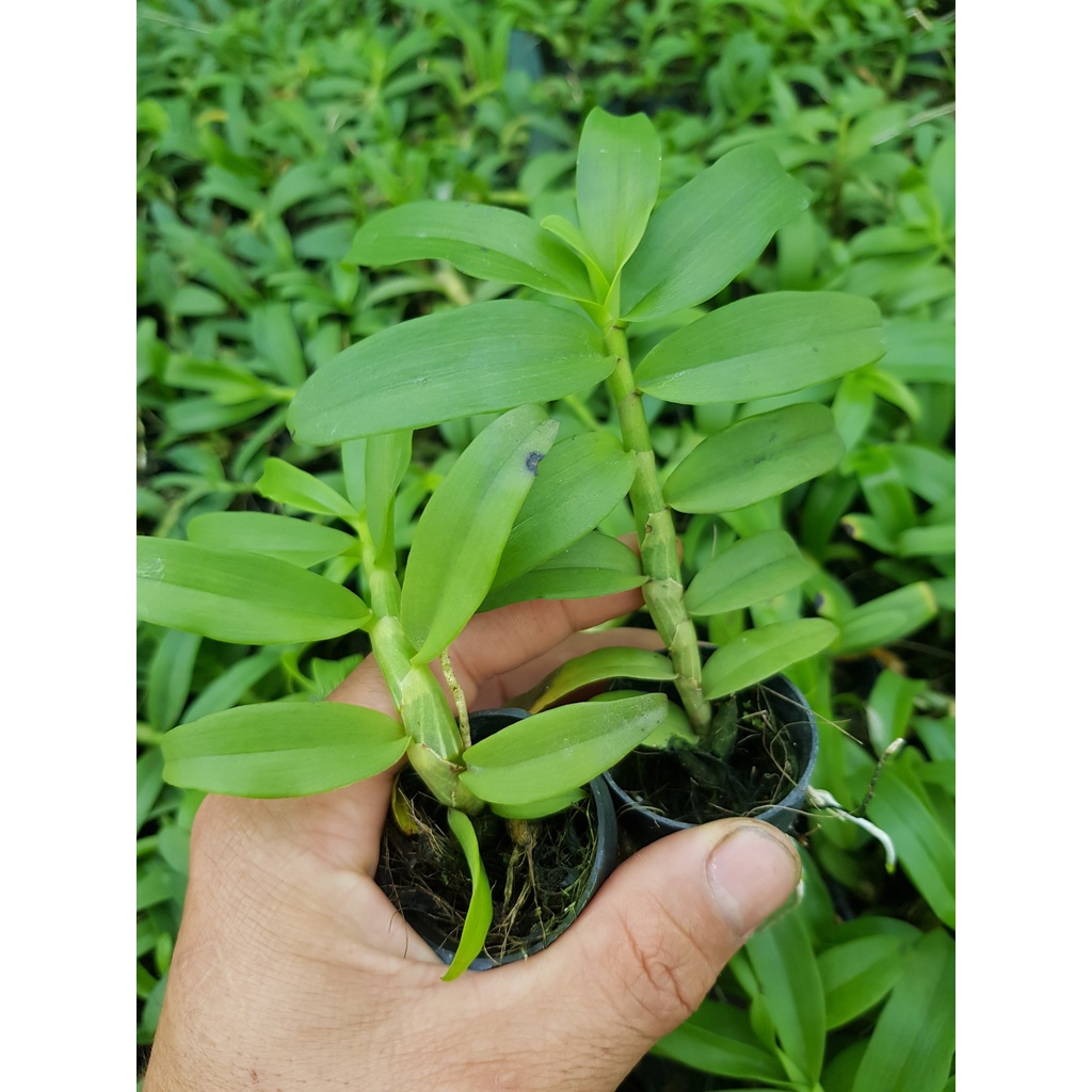 [Siêu Sale] giã hạc hồng bích quyết độc lạ rất đẹp chiều cao 10-15 cm dể trồng dể chăm sóc