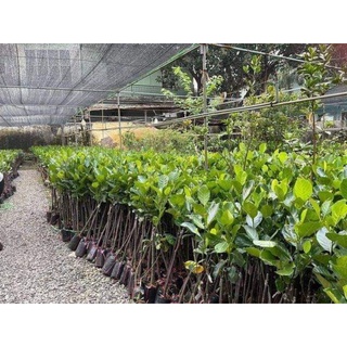 Cây mít tố nữ lùn
