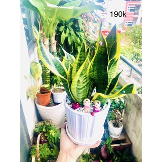 Chậu lưỡi hổ lớn để bàn