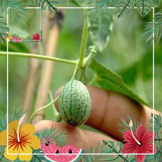 Green Garden -- Hạt giống dưa hấu mini-Tặng gói hạt giống ngẫu nhiên ! o.Ô >< .