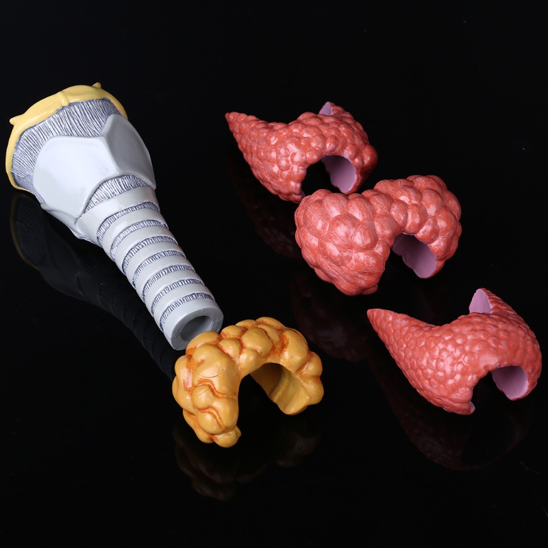 Mô Hình Thyroid Gland Giải Phẫu Hệ Thống Giảng Dạy Con Người