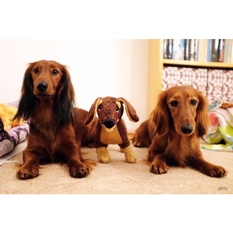 CHÓ BÔNG SMASLUG IKEA