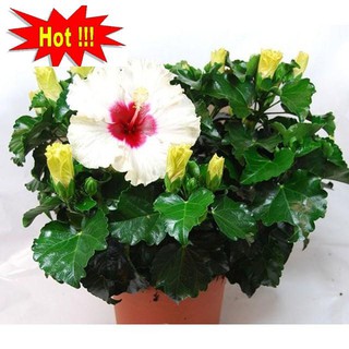 Hạt giống hoa dâm bụt lùn - 5 Hạt