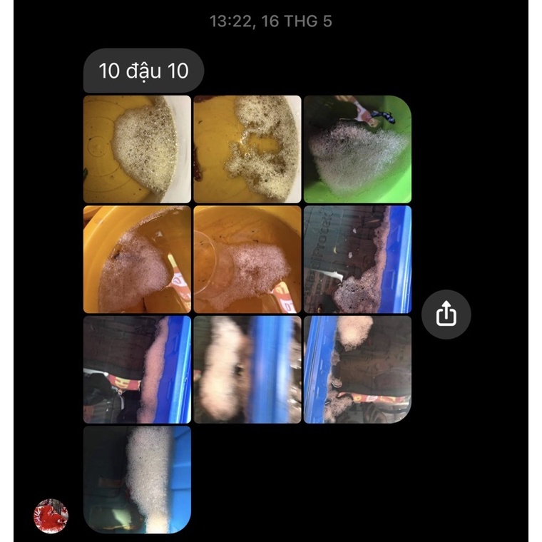 Flare - Dung dịch dưỡng và ép cá Betta