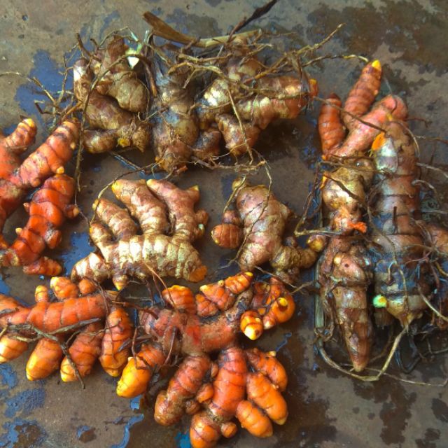 3kg Nghệ đỏ giống. 60.000₫/kg