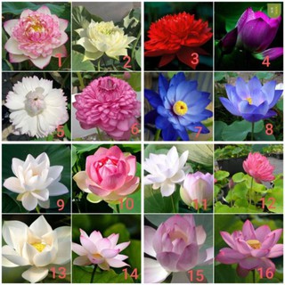 [ Siêu Rẻ ] Hạt sen đủ màu như hình