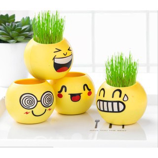 200 Hạt giống lúa nước Bonsai Nhật Bản