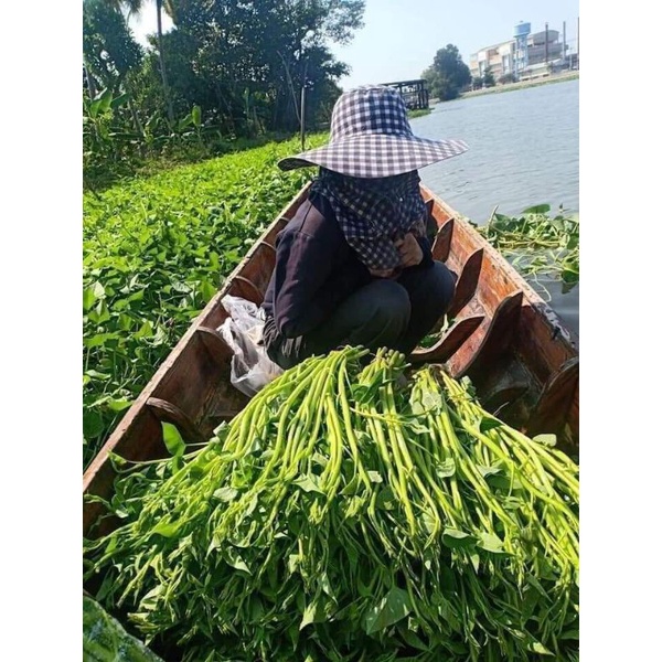 Hạt giống rau muống siêu ngọn Thái Lan 10gr, rau muống chum, rau muống nước