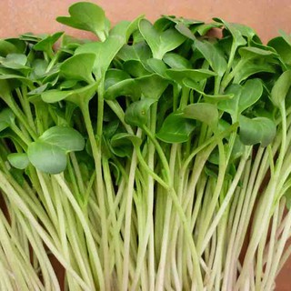 Hạt giống Rau Mầm Củ Cải Trắng gói ký