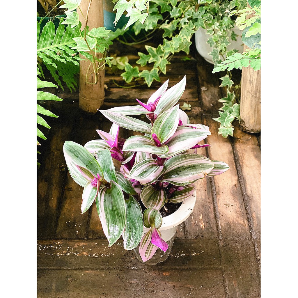 Chậu cây Tradescantia albiflora Nanouk (Tradescantia Nanouk) – Thài Lài Hồng Nanouk, Thài Lài Đột Biến thủy sinh TC3T