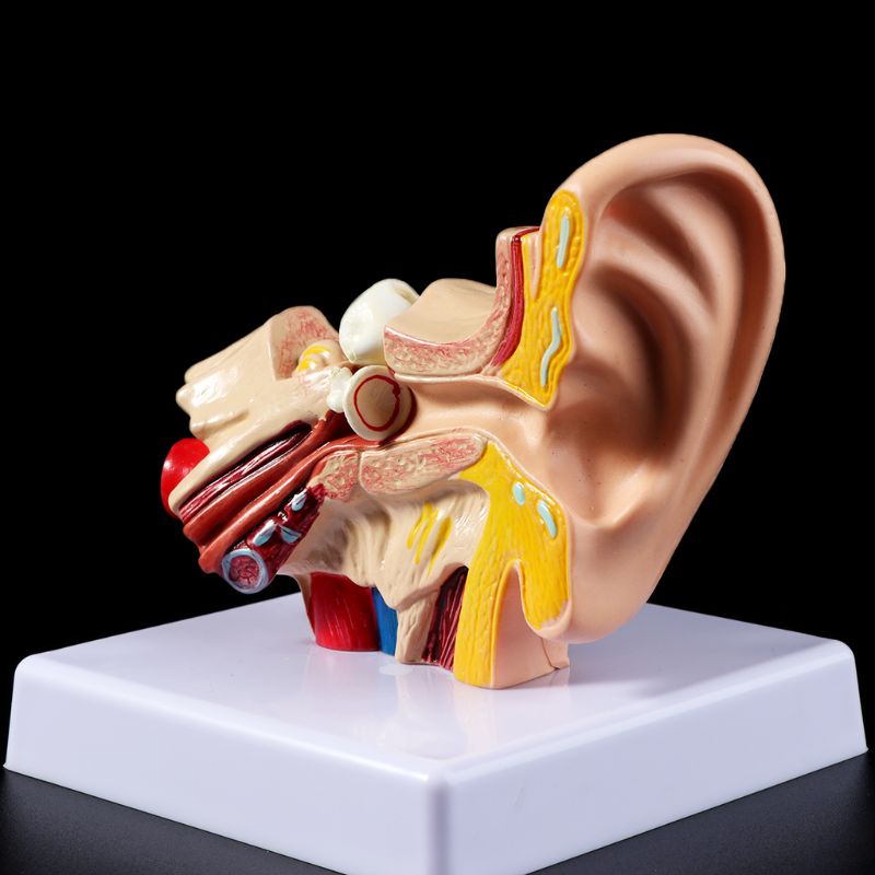 Mô Hình Giảng Dạy Tai Người 1.5 Lần Sống Động Chuyên Nghiệp