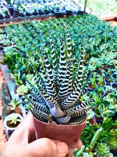 Móng rồng vân trắng