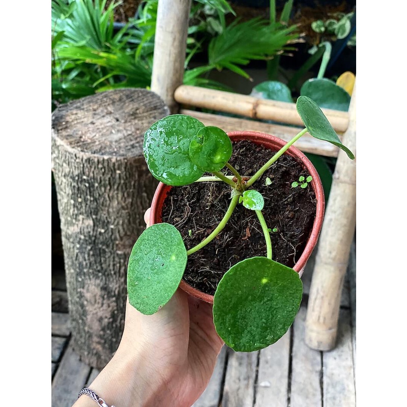 Cây Pilea Peperomioides (Chinese Money Plant, Cỏ Gương, Kim Tiền Trung Hoa, Đồng Tiền Trung Quốc) chậu nhựa 10cm