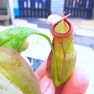 Cây nắp ấm Mira